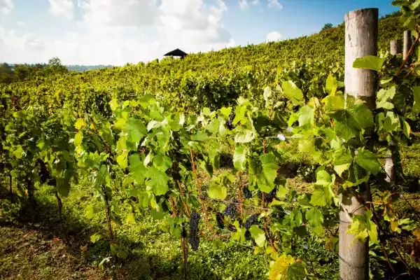 Rows of vines at Salabka