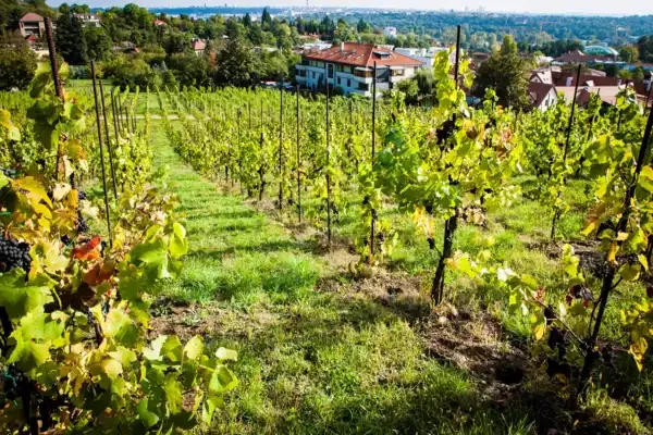 The Salabka vineyard on the slope above Troja